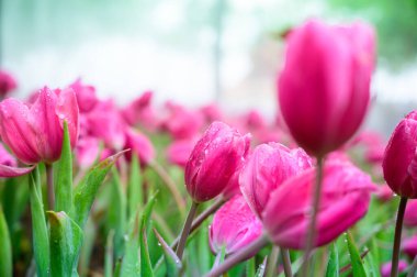 Pink tulip flowers in the garden at Chiang Mai Province.