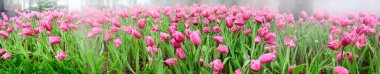 Panorama of pink tulip flowers in the garden, Chiang Mai Province.