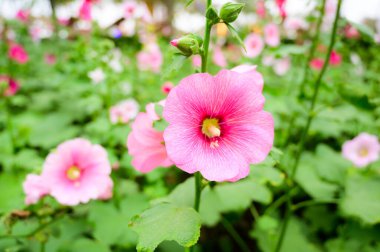 Pink Hollyhock flowers in the garden, Chiang Mai Province.