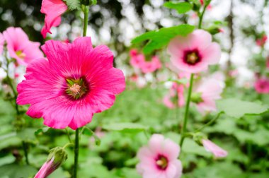 Pink Hollyhock flowers in the garden, Chiang Mai Province.