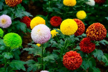 Pompon Dahlias Flowers in The Garden, Chiang Mai Province.