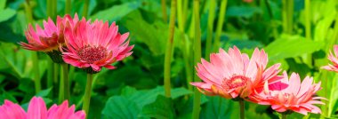 Panorama of pink Gerbera flowers in the garden, Chiang Mai Province.