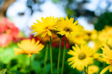 Yellow gerbera flowers in the garden, Chiang Mai Province.