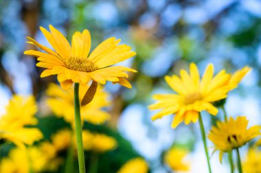 Yellow gerbera flowers in the garden, Chiang Mai Province.