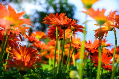 Orange gerbera flowers in the garden, Chiang Mai Province.