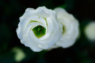 White Lisianthus Flowers in The Garden with Copy Space, Chiang Mai Province.