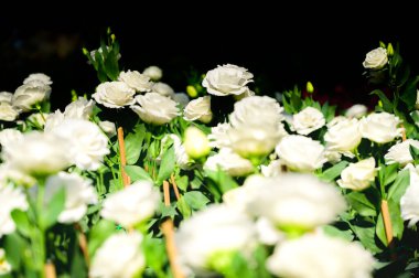 White Lisianthus Flowers in The Garden with Copy Space, Chiang Mai Province.