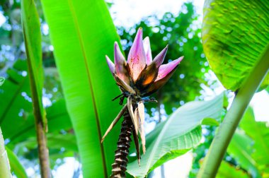 Banana flowers on the tree in the garden of northern Thailand.