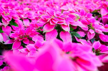 Close up of pink Christmas stars. Pink Poinsettia flowers or Euphorbia Pulcherrima