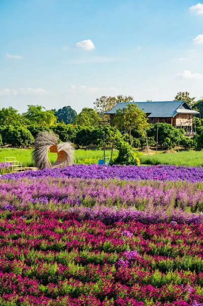 Beautiful Flower Garden Chiangmai Province Thailand — Stock Photo, Image