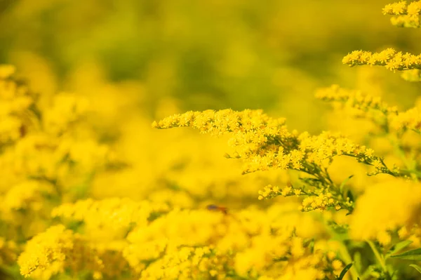 Yellow Flower Garden Chiangmai Province — Photo