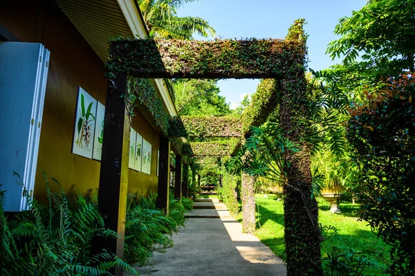 Chiang Mai Thailand November 2022 Huay Kaew Arboretum Провінції Чіангмай — стокове фото