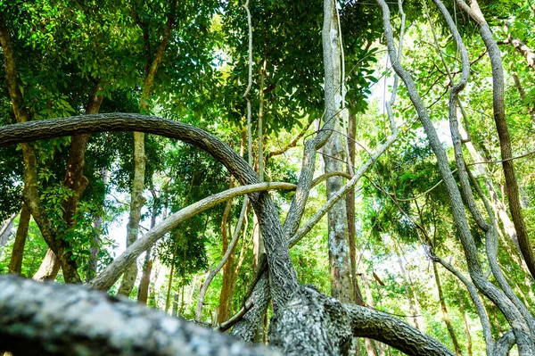 Багажник Bauhinia Winitii Craib Дерево Дендрарии — стоковое фото