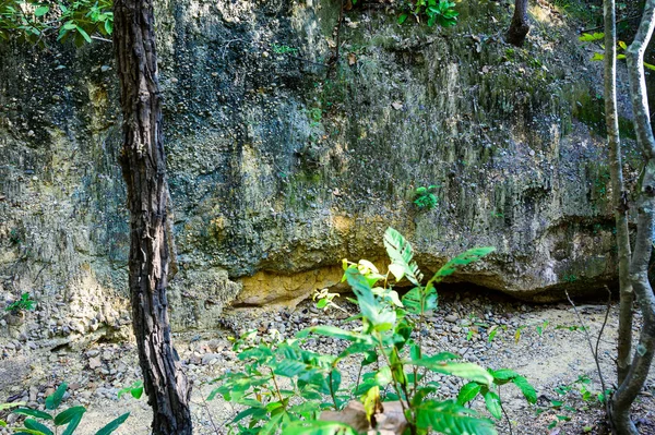 清迈梅王国家公园自然小径土壤层 — 图库照片