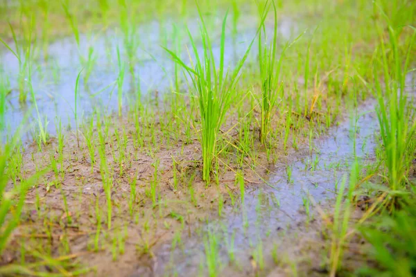 Rice Sprouts Paddy Field Chiang Mai Province — Stock Fotó