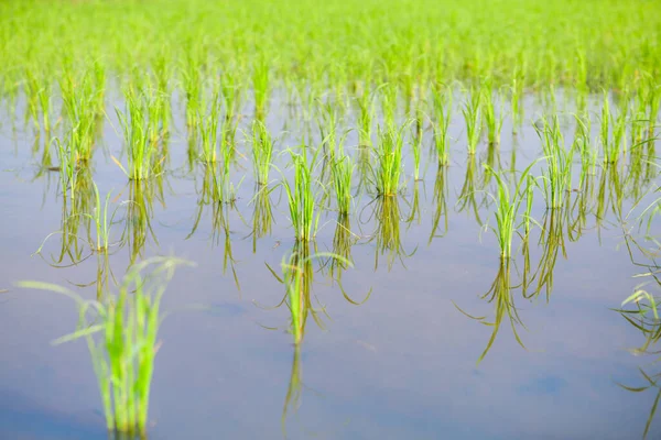 Рисовая Капуста Рисовом Поле Провинции Чиангмай — стоковое фото