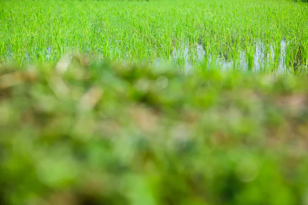 stock image Rice sprouts in the paddy rice field, Chiang Mai Province.