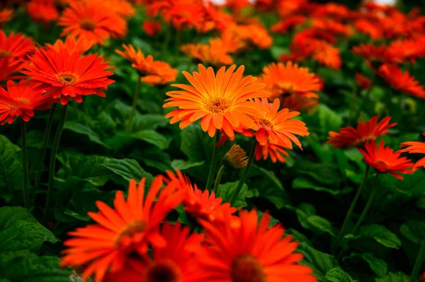Gerbera Arancione Nel Giardino Provincia Chiang Mai — Foto Stock