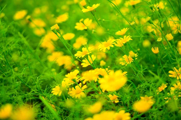 Yellow Daisy Dahlberg Daisy Blooming Garden Chiang Mai Province — Stock Photo, Image