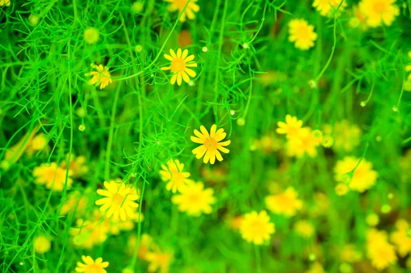 チェンマイ県の庭に咲く黄色のデイジーまたはダーベルクデイジー — ストック写真