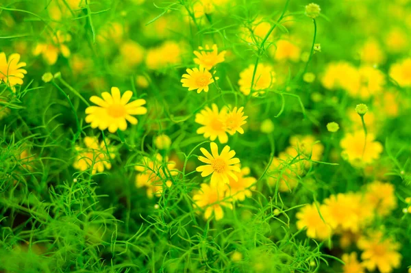 Yellow Daisy Dahlberg Daisy Blooming Garden Chiang Mai Province — Foto Stock