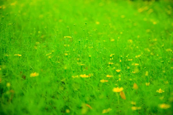 Жовта Ропуха Або Dahlberg Ропуха Цвіте Саду Провінції Чіангмай — стокове фото