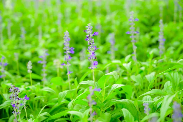 チェンマイ県の庭にある青サルビアの花やラベンダーの花 — ストック写真
