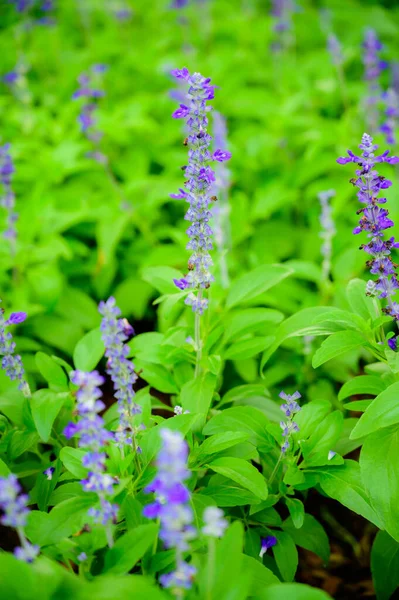 チェンマイ県の庭にある青サルビアの花やラベンダーの花 — ストック写真