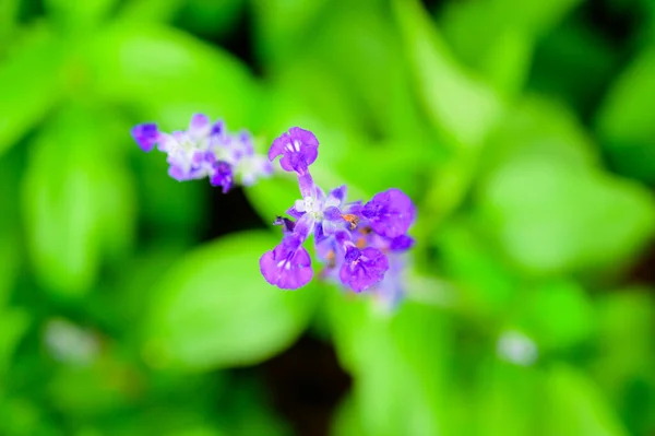 Голубой Цветок Сальвии Лаванды Саду Провинции Чиангмай — стоковое фото