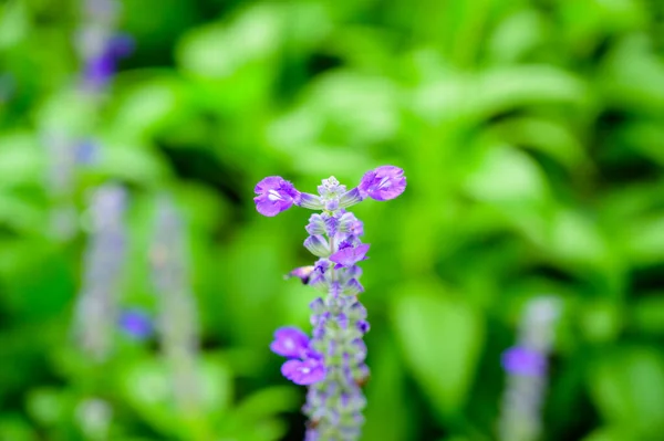 Blue Salvia Flower Lavender Flower Garden Chiang Mai Province — Stock fotografie