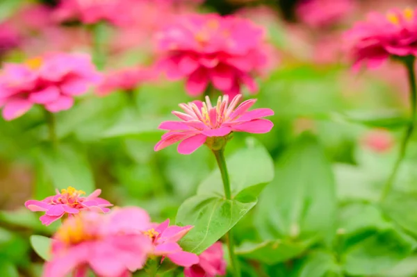 Pink Zinnia Flower Garden Chiang Mai Province — Stockfoto