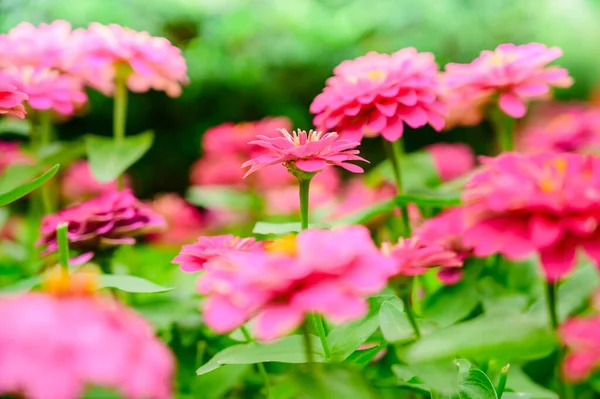 Pink Zinnia flower in the garden at Chiang Mai Province.