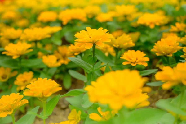 Yellow Zinnia Flower Garden Chiang Mai Province — Foto Stock