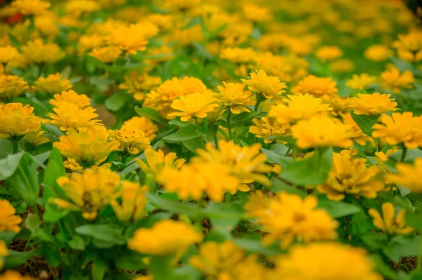 Yellow Zinnia Flower Garden Chiang Mai Province — Zdjęcie stockowe