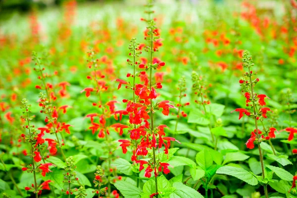 Salvia Flower Salvia Splendens Garden Chiang Mai Province — Zdjęcie stockowe