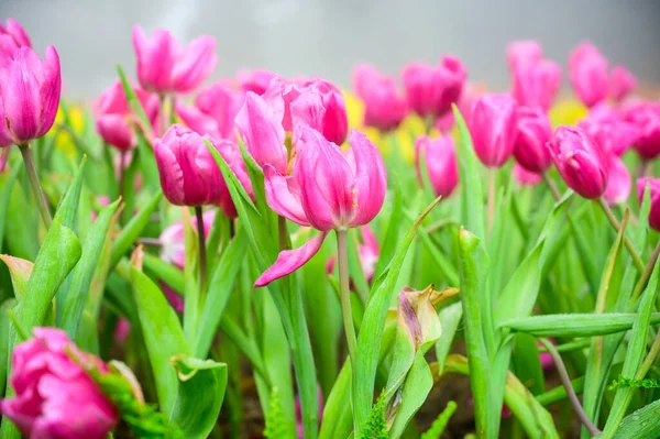 Pink Tulip Flowers Garden Chiang Mai Province — Zdjęcie stockowe