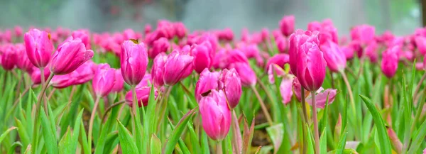 Panorama of pink tulip flowers in the garden, Chiang Mai Province.