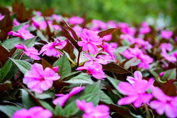 Pink Flowers Garden Chiang Mai Province — Stockfoto
