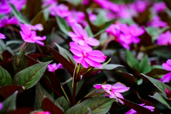 Pink Flowers Garden Chiang Mai Province — Stock Photo, Image
