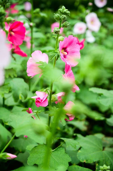 Pink Hollyhock Flowers Garden Chiang Mai Province — Fotografia de Stock