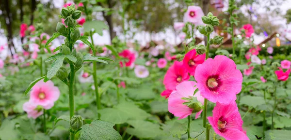 Panorama of pink Hollyhock flowers in the garden, Chiang Mai Province.