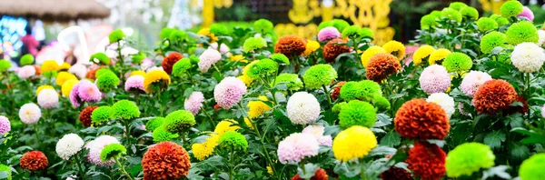 Panorama Pompon Dahlias Flowers Garden Chiang Mai Province — Zdjęcie stockowe