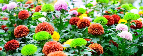 Panorama of Pompon Dahlias Flowers in The Garden, Chiang Mai Province.