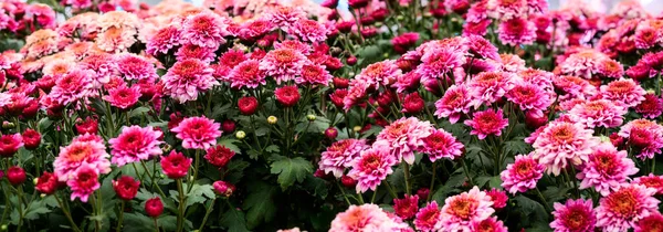 Panorama of Pink Chrysanthemum Flower in The Garden, Chiang Mai Province.
