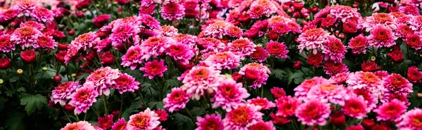 Panorama of Pink Chrysanthemum Flower in The Garden, Chiang Mai Province.