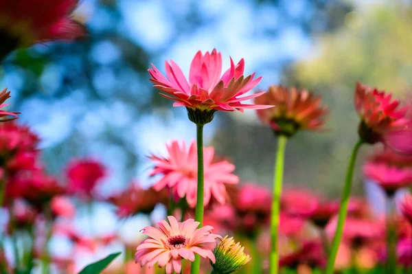 Gerbera ดอกไม ในสวน งหว ดเช ยงใหม — ภาพถ่ายสต็อก