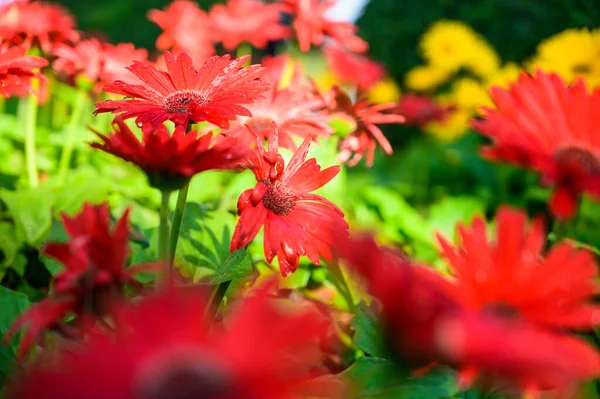 Red Gerbera Flower Garden Chiang Mai Province — Stockfoto