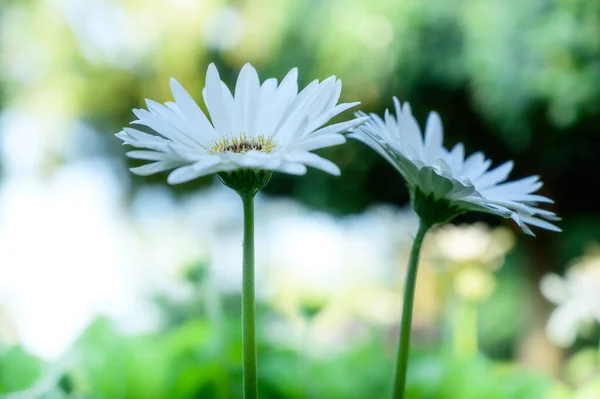 Белый Цветок Герберы Саду Провинция Чиангмай — стоковое фото