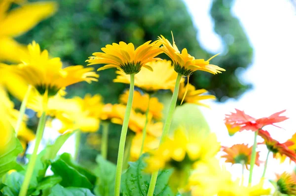 チェンマイ県の庭にある黄色いガーベラの花 — ストック写真