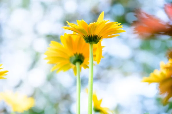 Yellow Gerbera Flowers Garden Chiang Mai Province — Foto de Stock